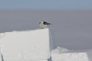 Snow bunting finds the Great Wall